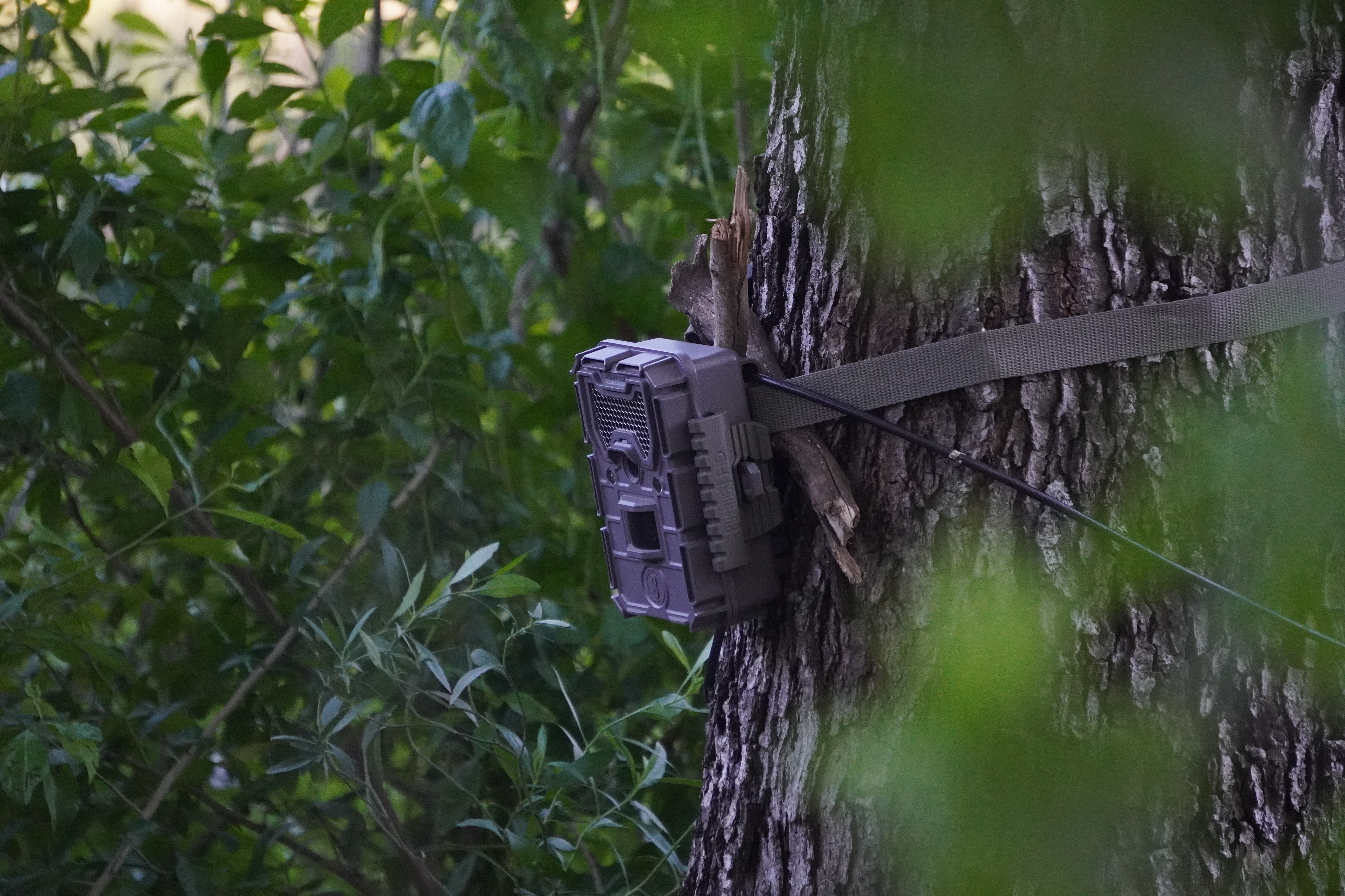 Hidden Life of Houston