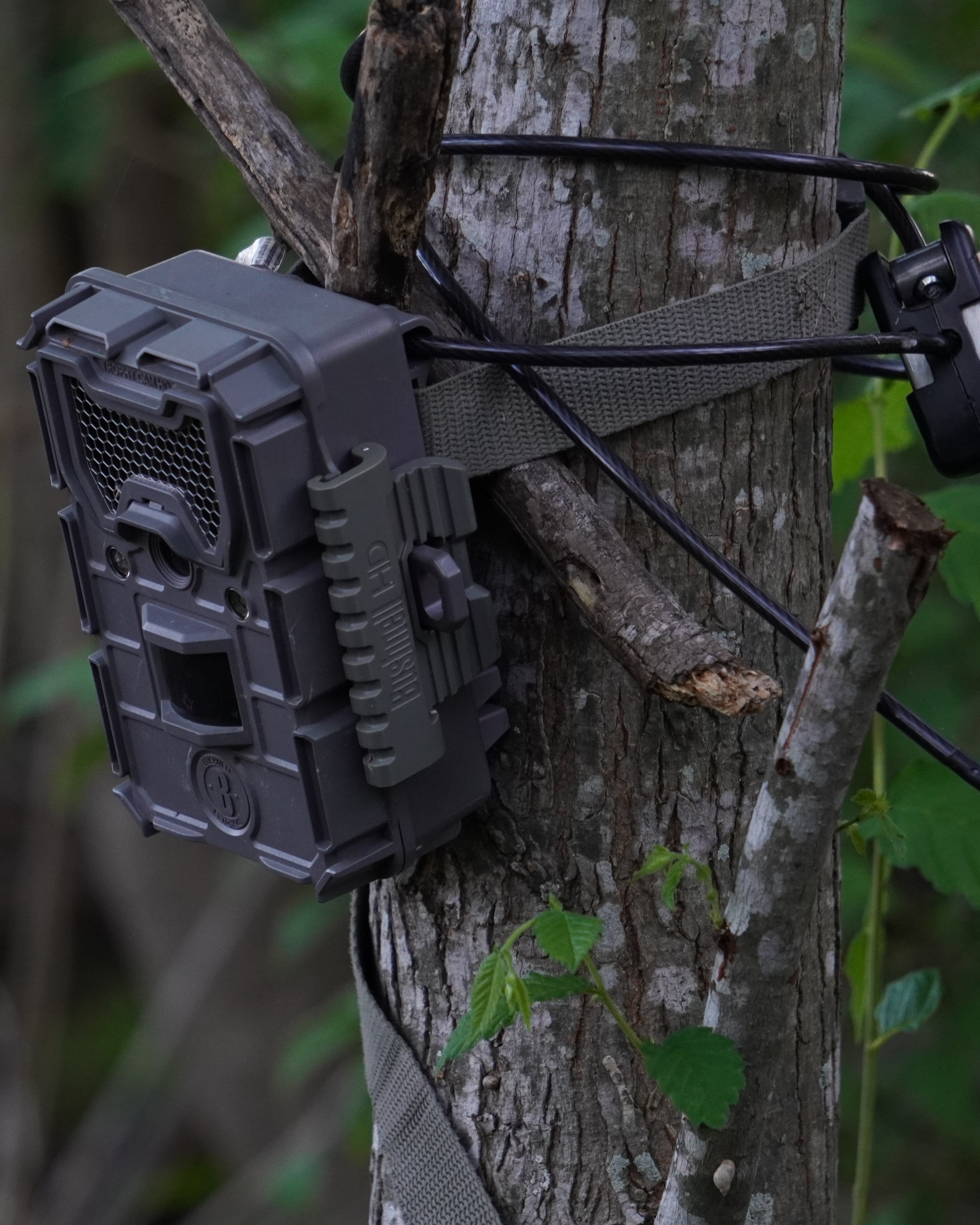 Field notebook and data collection